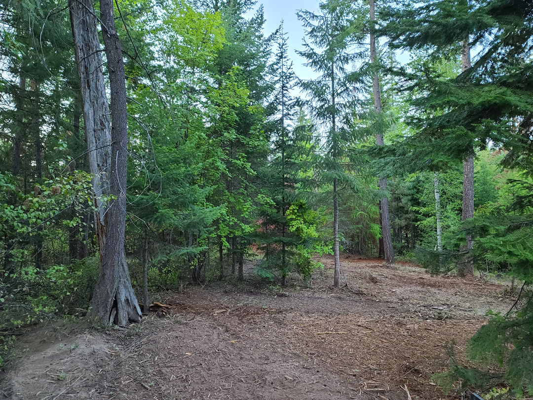 Trees in cleaned up forest area