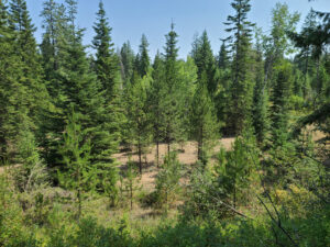 After completing undergrowth reduction