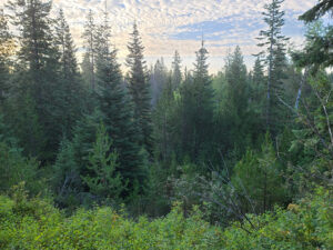 Trees and bushes in crowded forest area