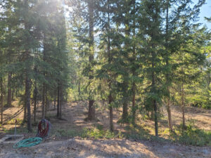 Trees in cleaned up forest area by forestry mulching