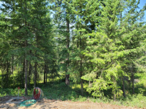Trees in crowded forest area